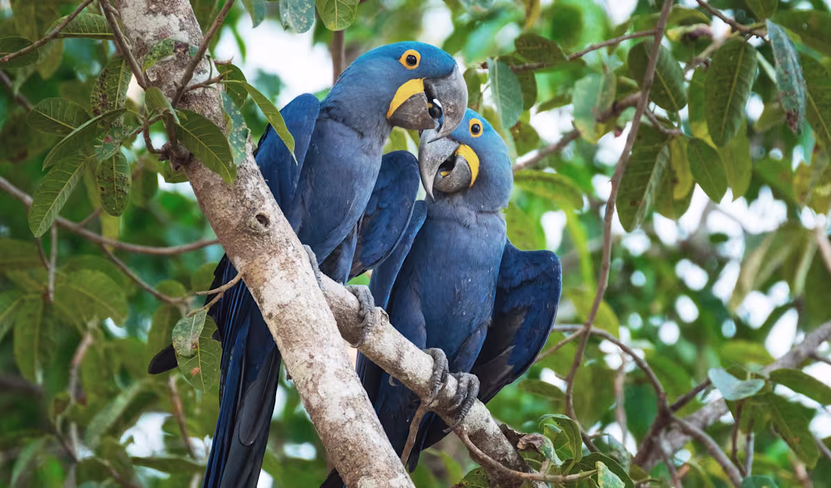 Hyacinth Macaws