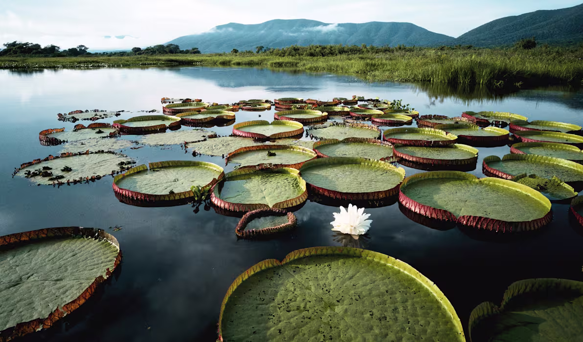 Pantanal Water Lilies